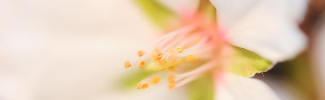 achtergrondfoto amandelbloesem